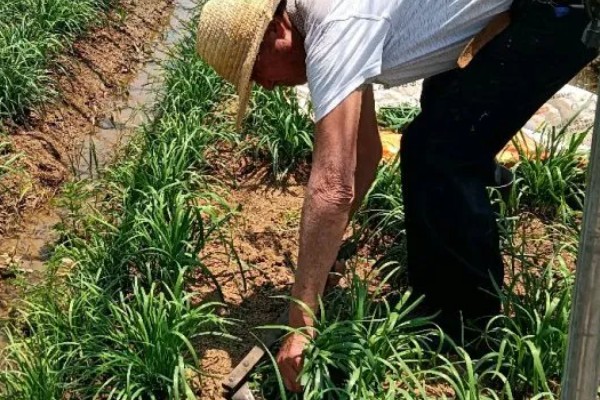 韭菜的施肥方式，生长季节每隔10-15天追肥一次