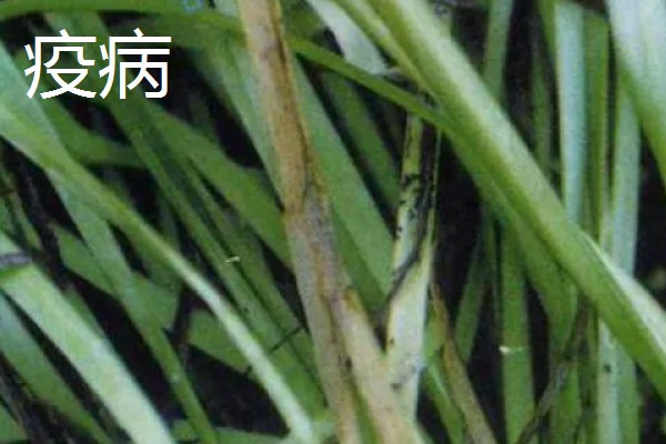 韭菜的施肥方式，生长季节每隔10-15天追肥一次