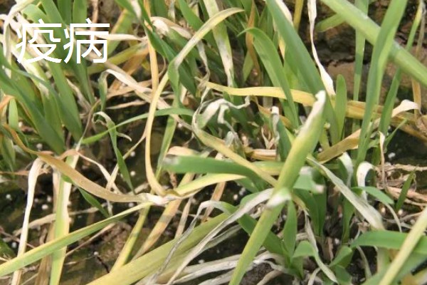 韭菜的施肥方式，生长季节每隔10-15天追肥一次