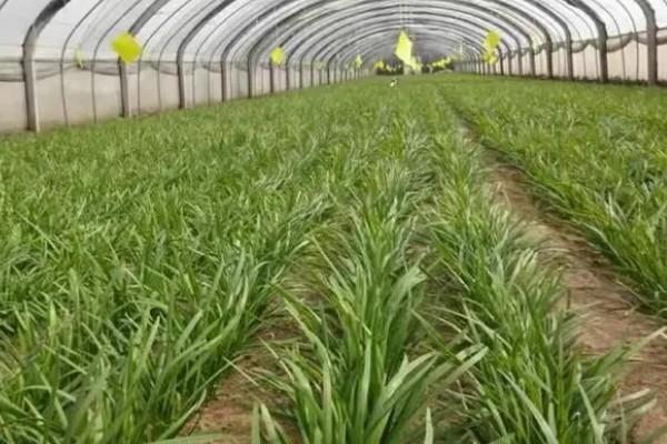 韭菜的施肥方式，生长季节每隔10-15天追肥一次
