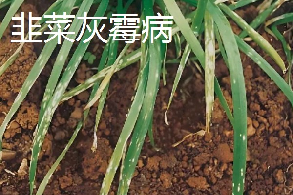 韭菜的施肥方式，生长季节每隔10-15天追肥一次