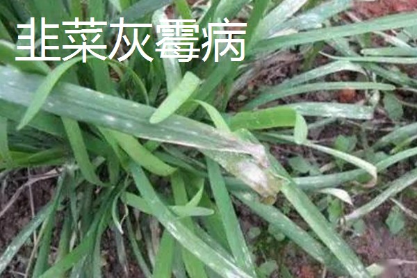 韭菜的施肥方式，生长季节每隔10-15天追肥一次