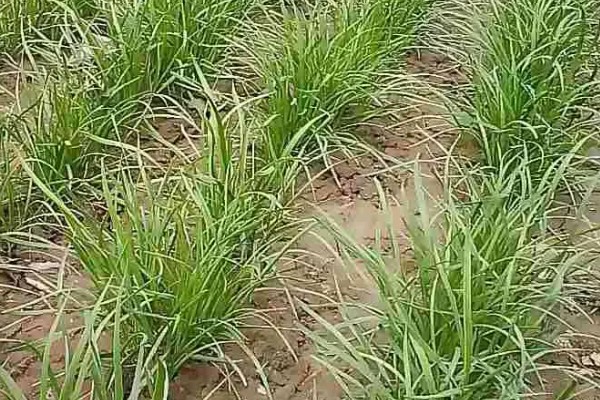 韭菜的施肥方式，生长季节每隔10-15天追肥一次