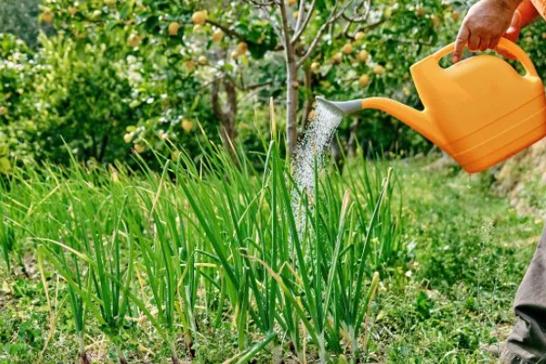 韭菜的施肥方式，生长季节每隔10-15天追肥一次