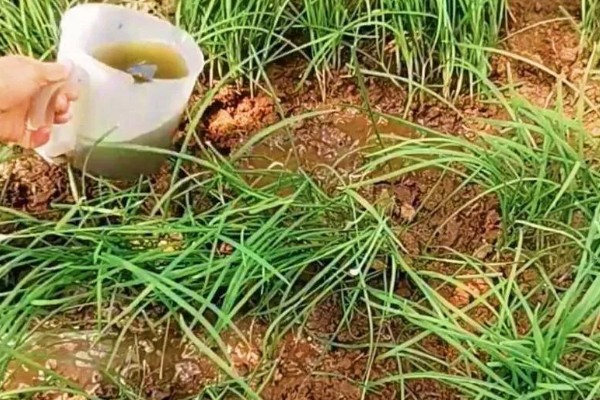 韭菜的施肥方式，生长季节每隔10-15天追肥一次