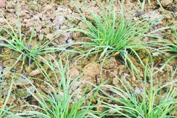 韭菜的施肥方式，生长季节每隔10-15天追肥一次