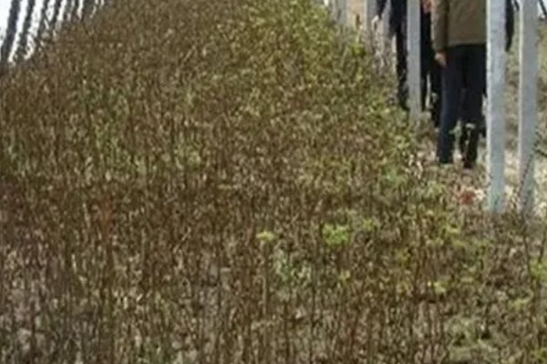 香椿如何矮化密植,根据株型决定打顶方法