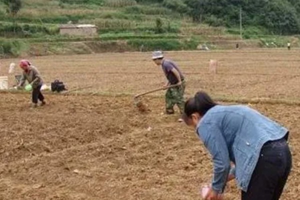 香椿如何矮化密植,根据株型决定打顶方法
