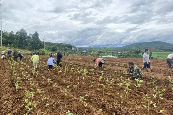 香椿如何矮化密植,根据株型决定打顶方法