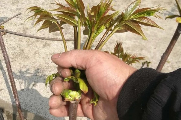 香椿如何矮化密植,根据株型决定打顶方法