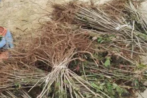 香椿如何矮化密植,根据株型决定打顶方法