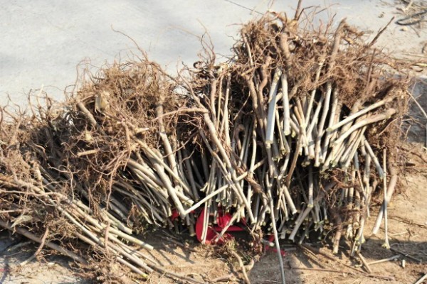香椿如何矮化密植,根据株型决定打顶方法