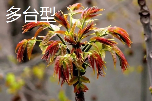 香椿如何矮化密植,根据株型决定打顶方法