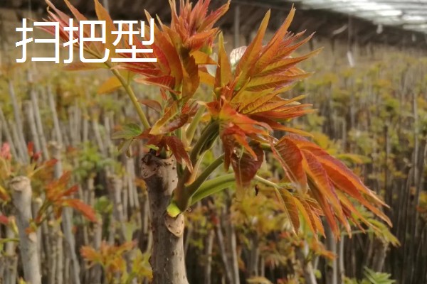 香椿如何矮化密植,根据株型决定打顶方法