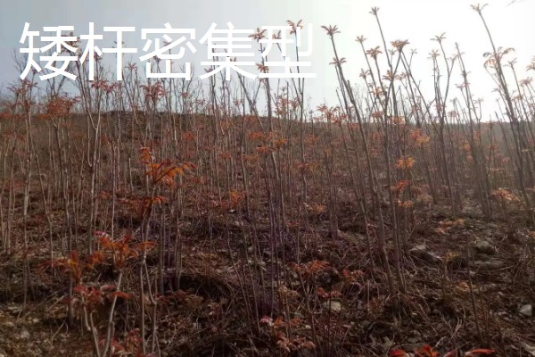 香椿如何矮化密植,根据株型决定打顶方法