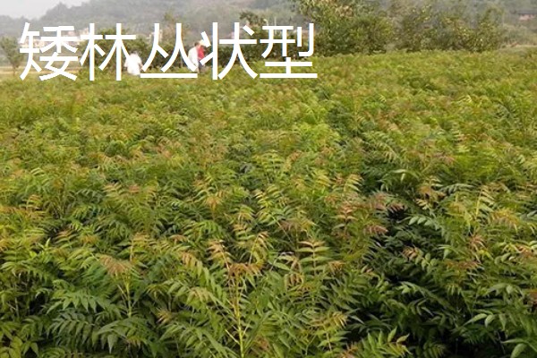 香椿如何矮化密植,根据株型决定打顶方法