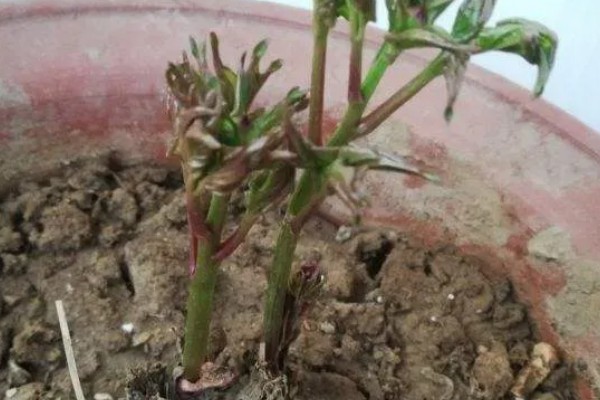 香椿如何矮化密植,根据株型决定打顶方法