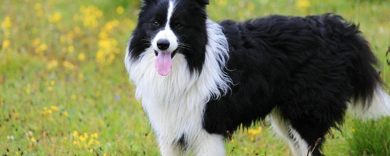 边境牧羊犬的训练方法，3-6月龄时进行基础动作训练