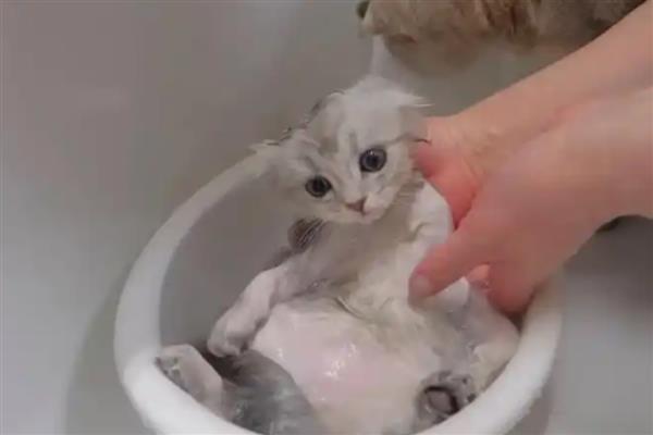 给猫洗澡有什么技巧，务必要将毛发吹干