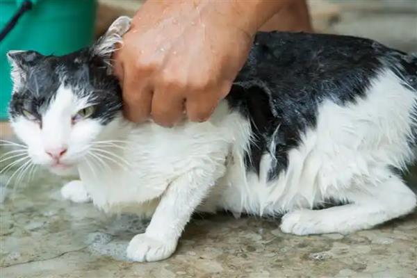 给猫洗澡有什么技巧，务必要将毛发吹干