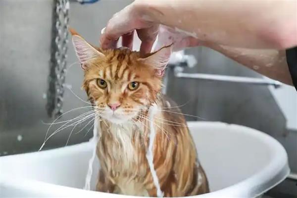 给猫洗澡有什么技巧，务必要将毛发吹干