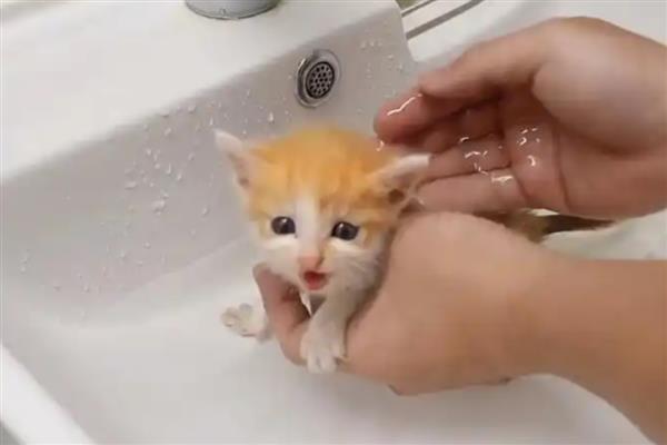 给猫洗澡有什么技巧，务必要将毛发吹干