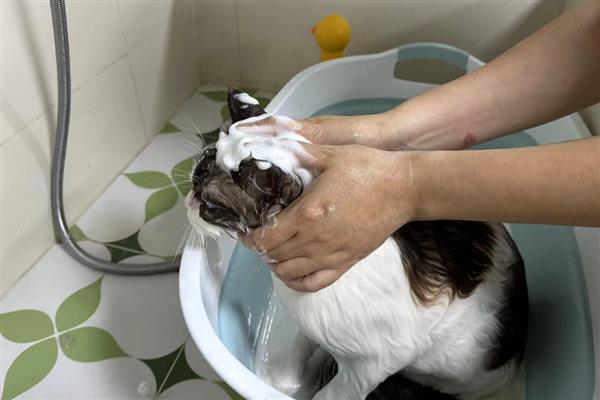 给猫洗澡有什么技巧，务必要将毛发吹干