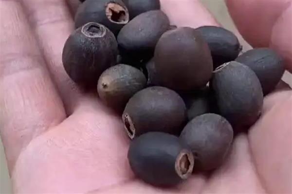 荷花种子如何破壳,可以人工的为种子磨皮