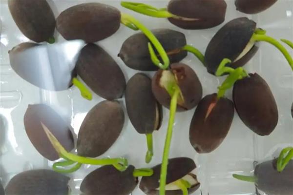 荷花种子如何破壳,可以人工的为种子磨皮