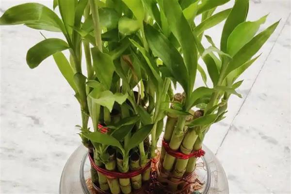 富贵竹太高了如何修剪,将过高的植株剪掉