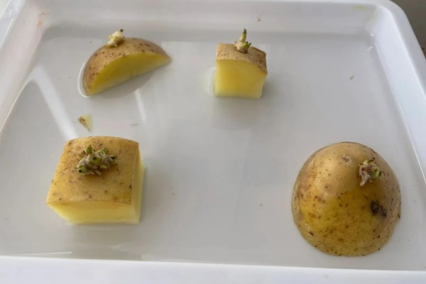 土豆怎么种植，用生根溶液浸泡后再播种