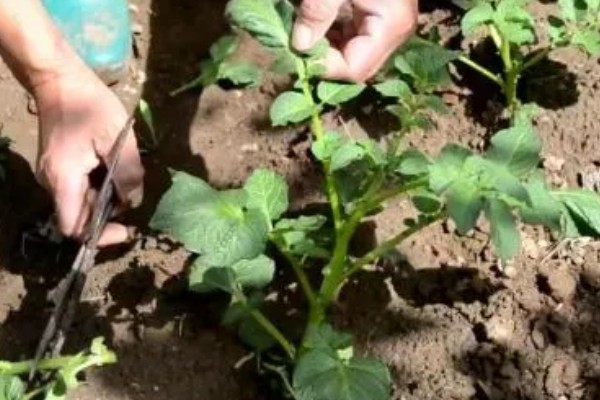土豆怎么种植，用生根溶液浸泡后再播种