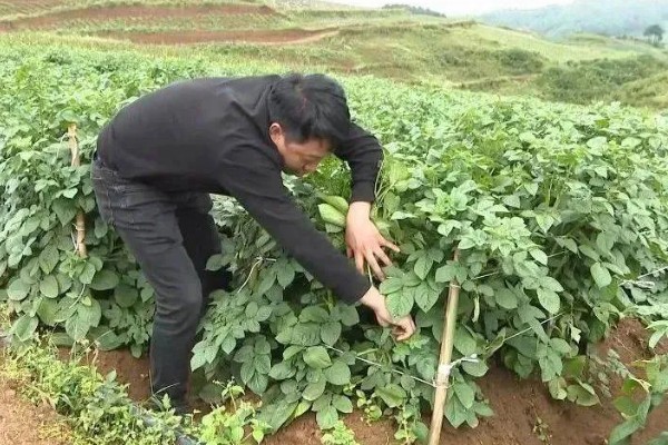 土豆怎么种植，用生根溶液浸泡后再播种