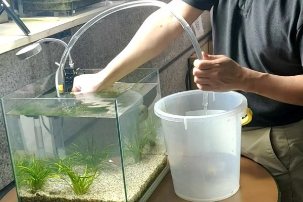 鱼得白点病怎么治疗,首先要做的是及时换水