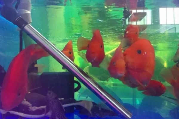 鱼得白点病怎么治疗,首先要做的是及时换水