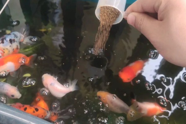 鱼得白点病怎么治疗,首先要做的是及时换水
