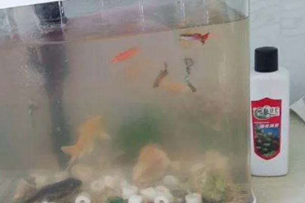 鱼得白点病怎么治疗,首先要做的是及时换水
