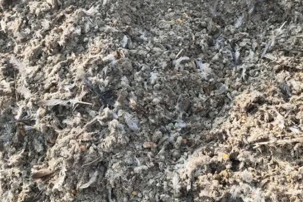 处理鸽子粪的方法,主要有以下三种方式