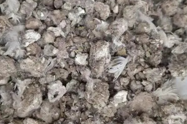 处理鸽子粪的方法,主要有以下三种方式