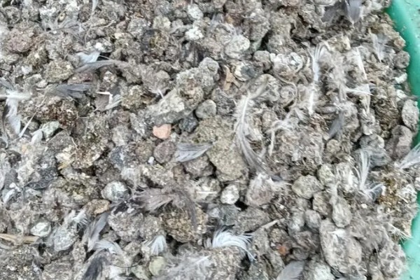 处理鸽子粪的方法,主要有以下三种方式
