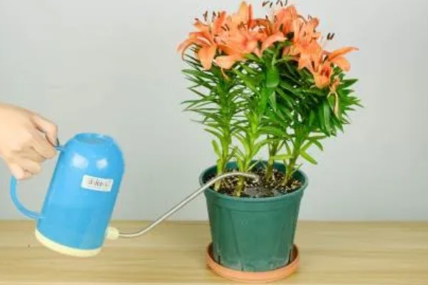 修剪百合花的方法，要把开败的花朵剪除