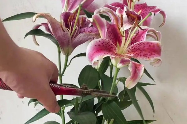 修剪百合花的方法，要把开败的花朵剪除