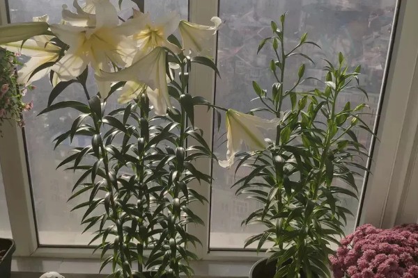 修剪百合花的方法，要把开败的花朵剪除
