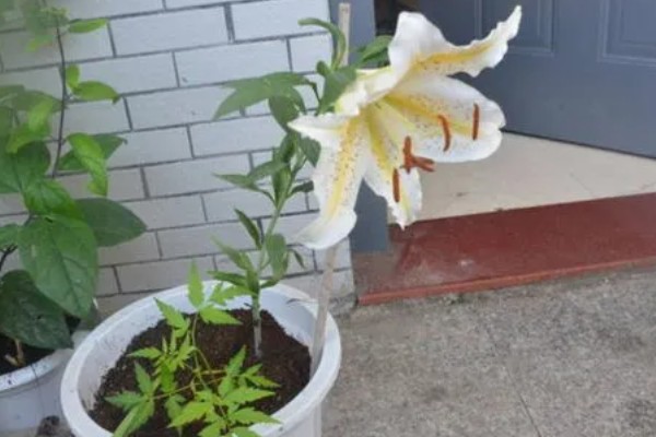 修剪百合花的方法，要把开败的花朵剪除