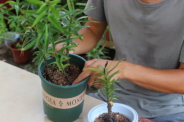 修剪百合花的方法，要把开败的花朵剪除