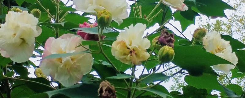 芙蓉花夏季能不能见光，生长需要充足的光照