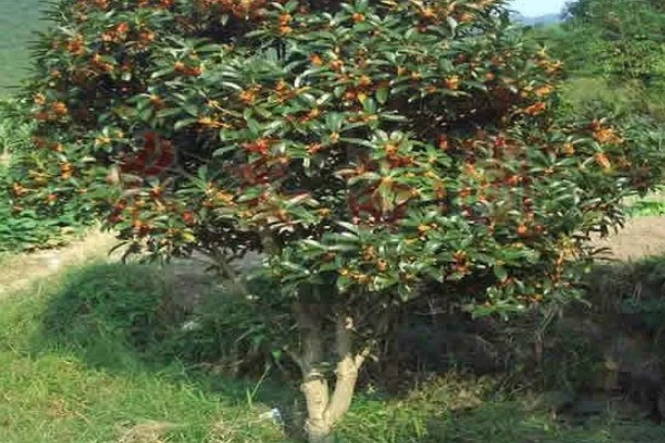 桂花树种在门前的禁忌,摆在门口无法让财气进入家中