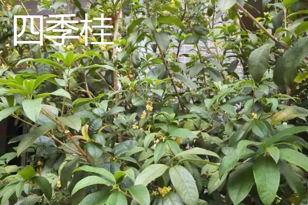 桂花树种在门前的禁忌,摆在门口无法让财气进入家中