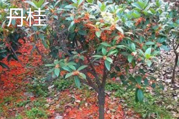 桂花树种在门前的禁忌,摆在门口无法让财气进入家中