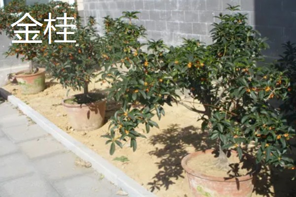 桂花树种在门前的禁忌,摆在门口无法让财气进入家中